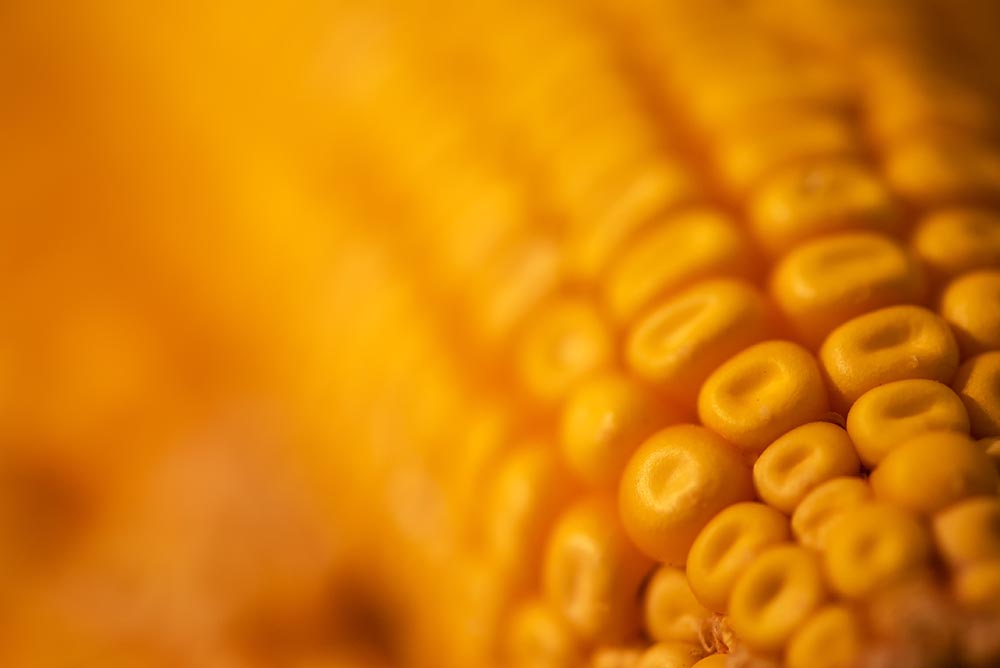 corn maize cob 2021 08 26 23 02 54 utc